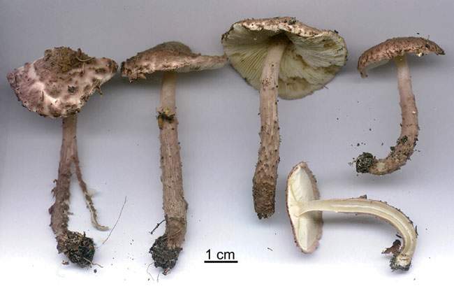 Lepiota fuscovinacea